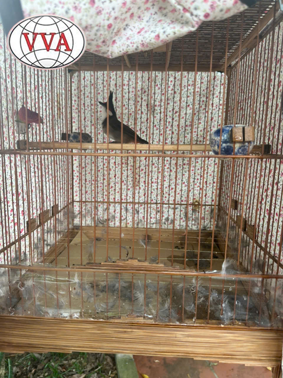 Hình 2: Giai đoạn đổ lông 